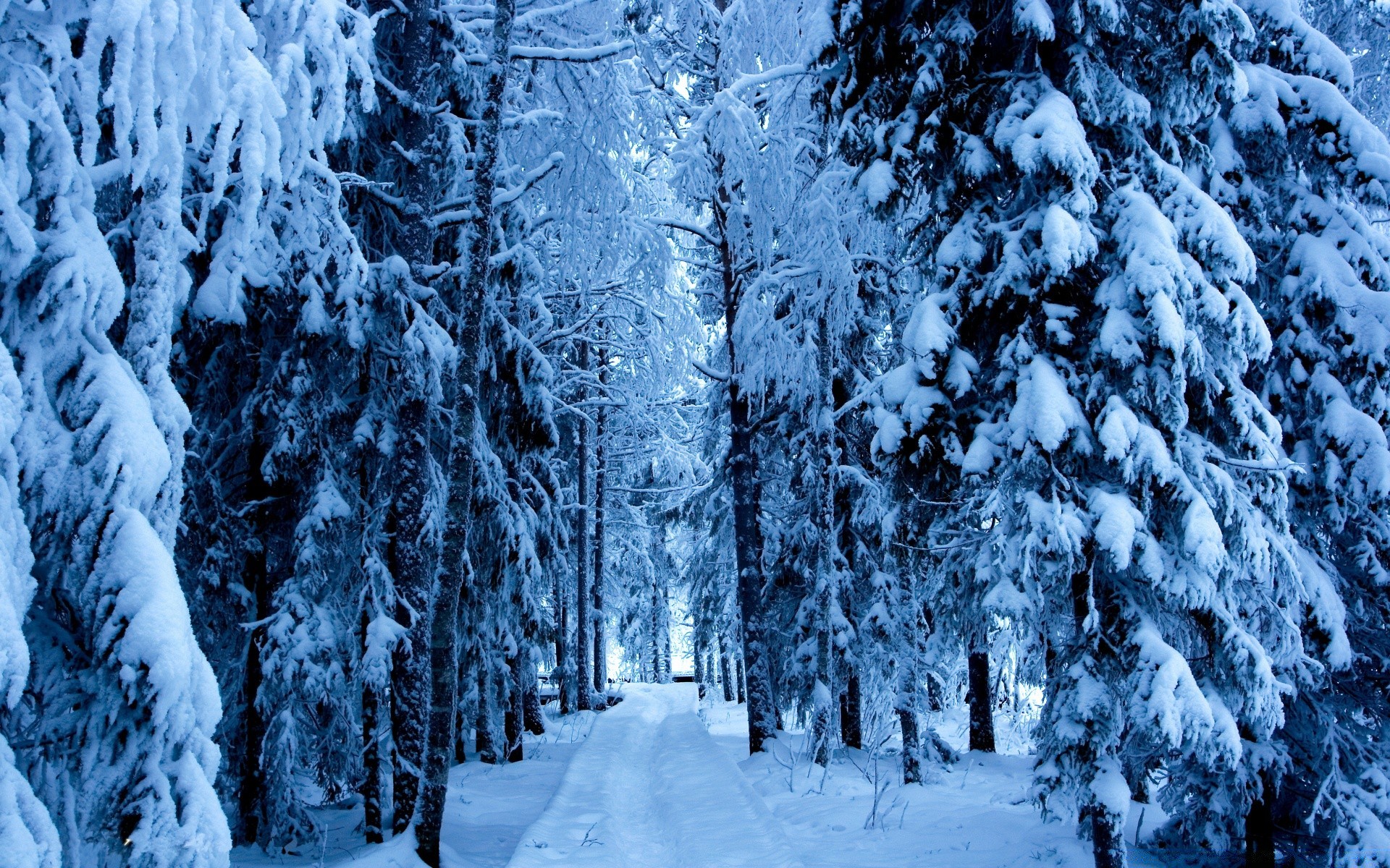 winter snow cold frost ice frozen wood frosty tree season landscape weather icy scenic