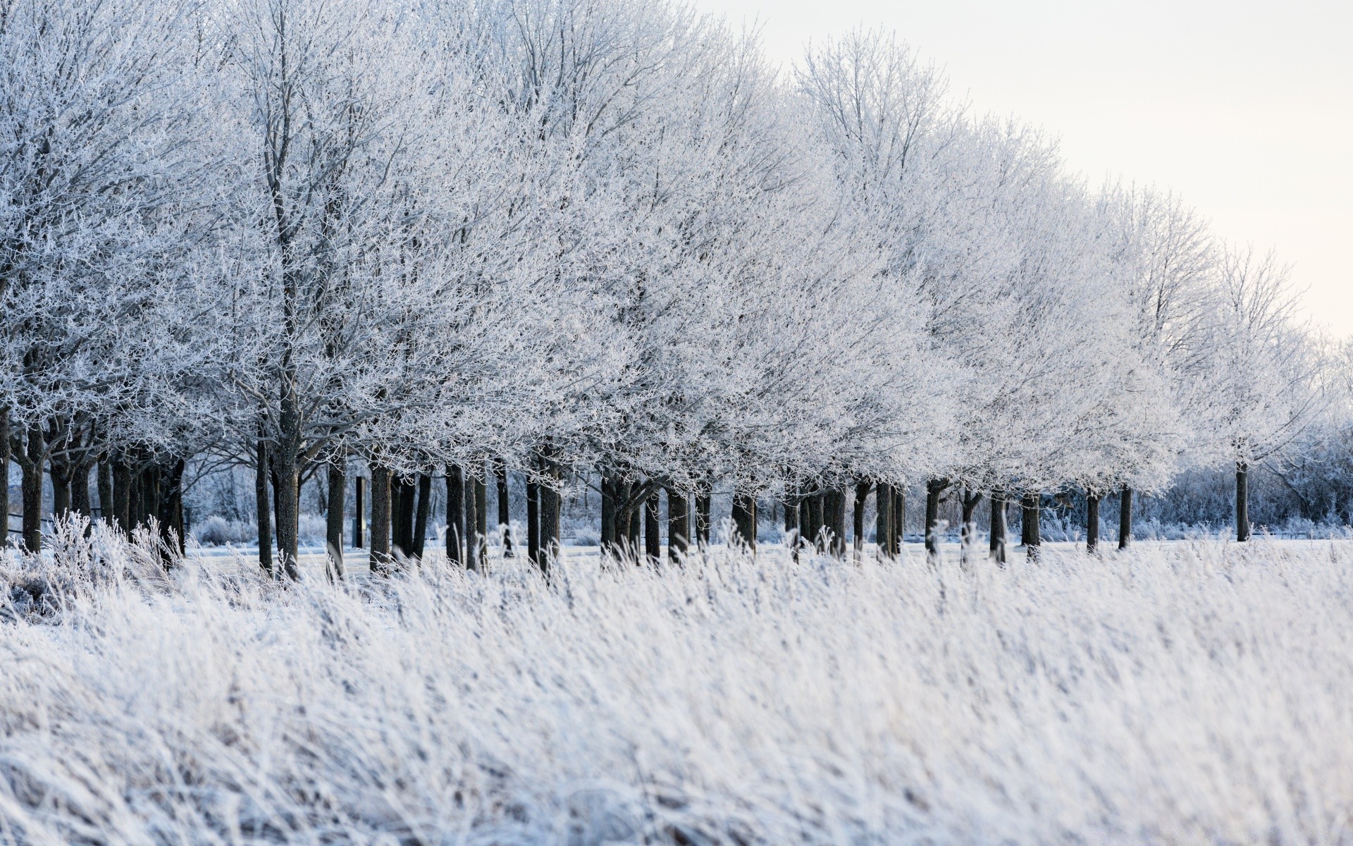 hiver neige froid gel congelé météo saison paysage arbre givré bois glace scénique blizzard glacial scène neige-blanc nature neigeux