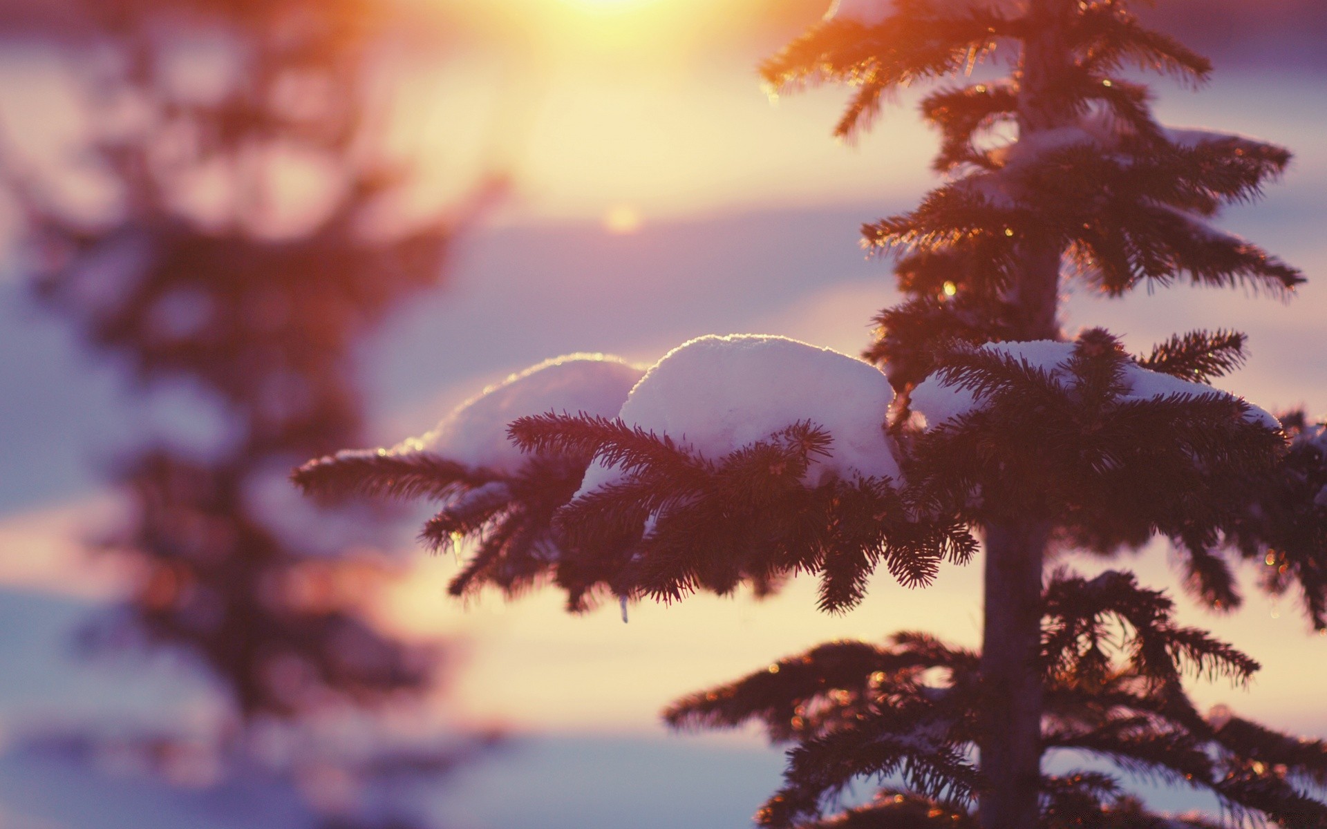 hiver arbre à l extérieur nature automne aube soleil feuille coucher de soleil neige paysage bois beau temps soir