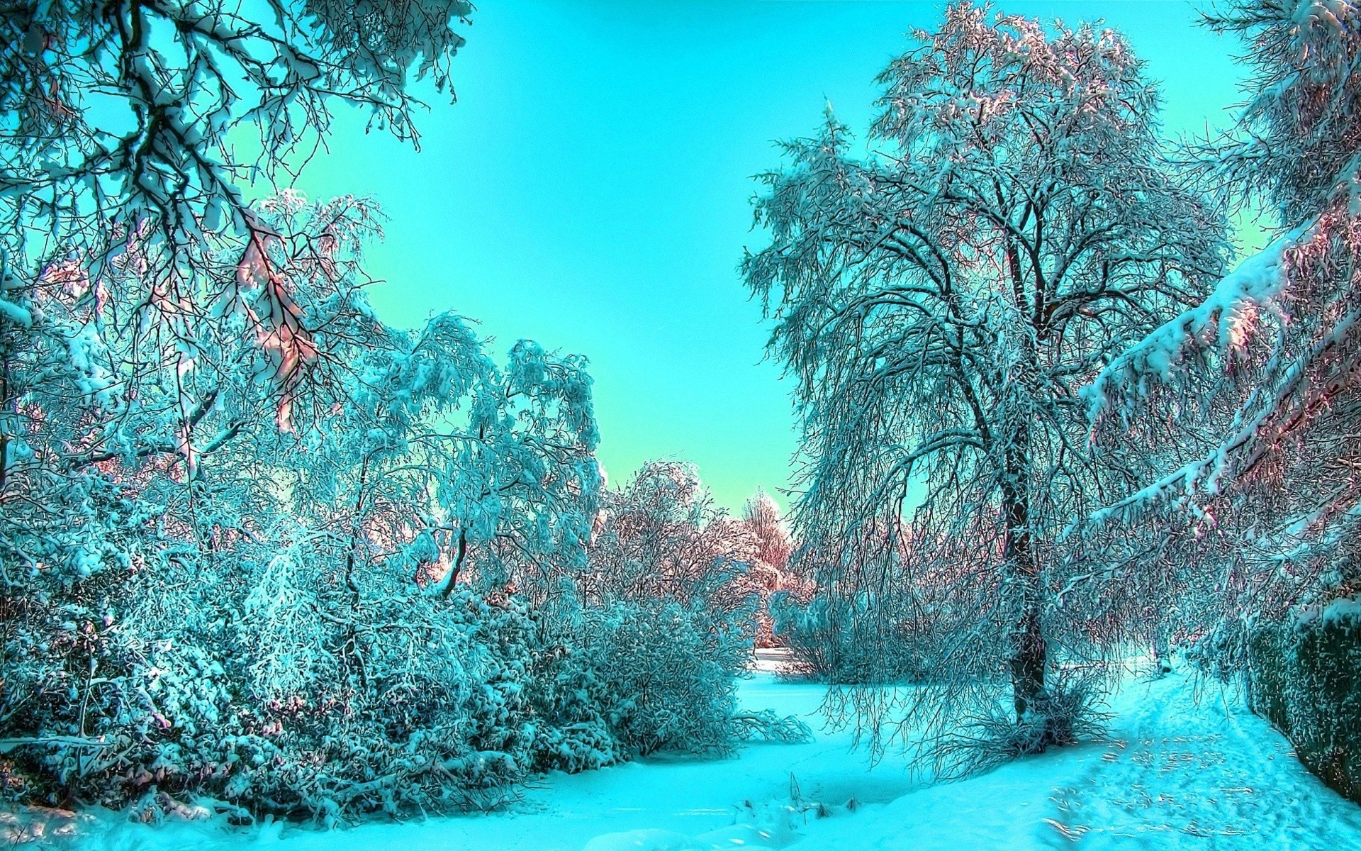 winter tree nature water landscape season wood beautiful cold scene desktop frost snow fair weather travel clear branch