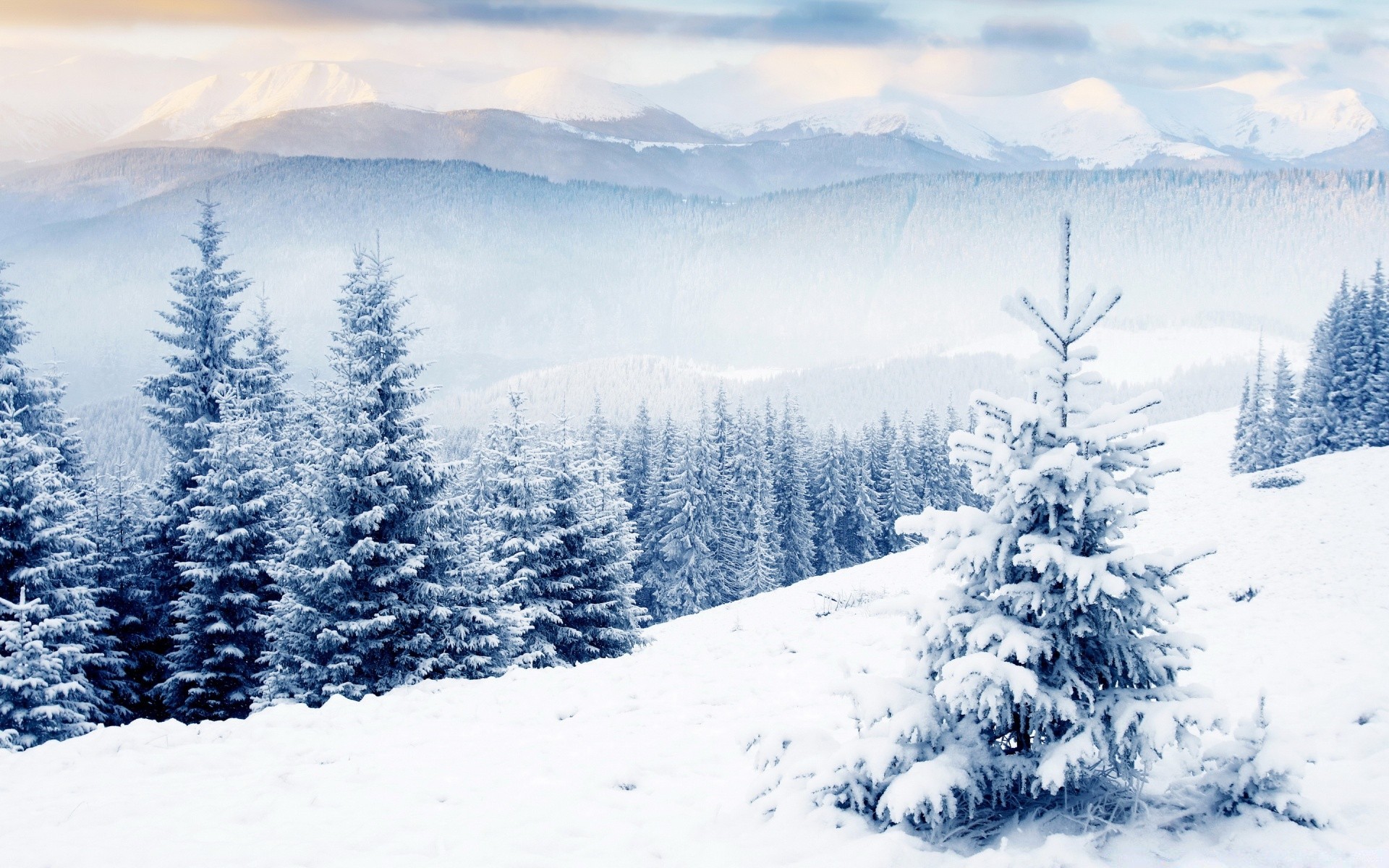 winter schnee kälte berge frost holz eis gefroren baum landschaft verschneit evergreen wetter landschaftlich jahreszeit natur hügel nebel tanne