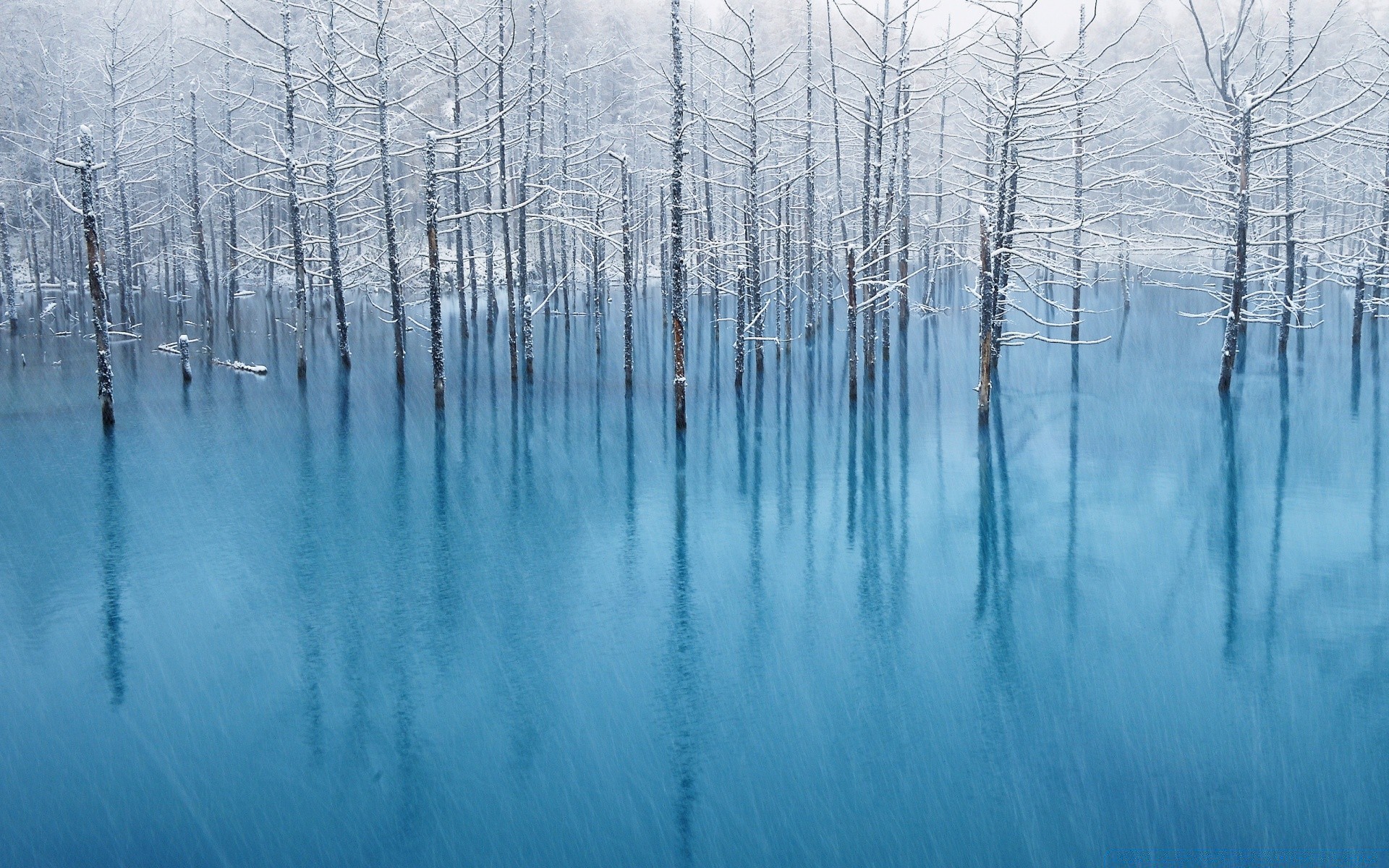 inverno neve frio geada madeira natureza gelo congelado madeira ao ar livre tempo paisagem temporada névoa reflexão brilhante gelado