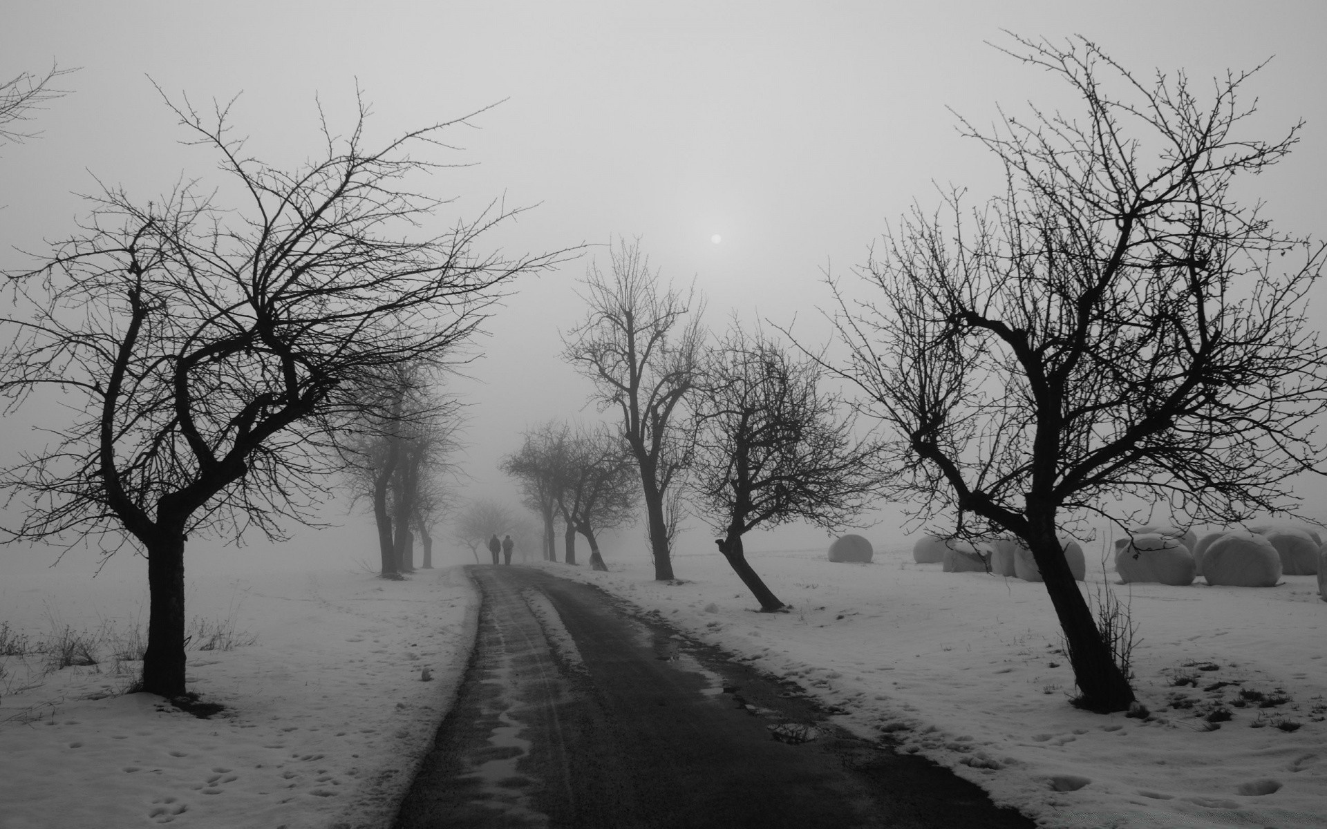 zima drzewo krajobraz mgła pogoda oddział śnieg mgła jeden monochromatyczny natura drewno świt samotność zimno cień sezon sylwetka mrożone czarno-biały