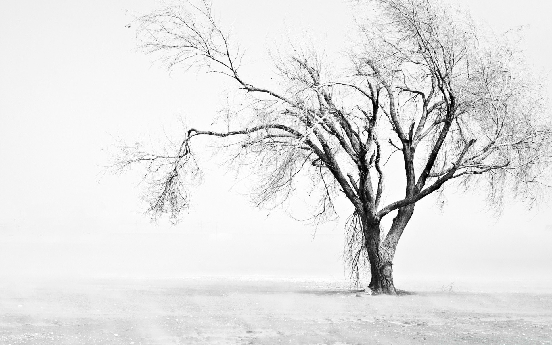 winter tree snow landscape fog cold wood frozen weather mist frost ice branch nature alone scenic season park solitude dawn