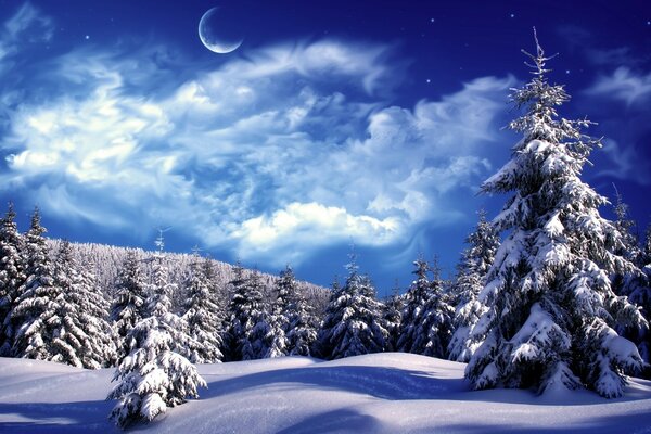 Moonlight over a snowy forest