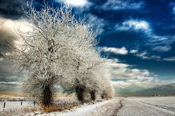 Arbres congelés blancs