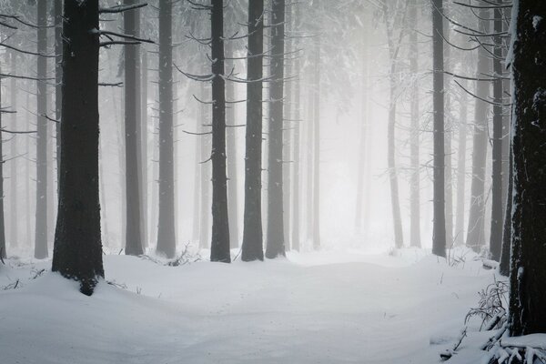 Invierno frío. Niebla en el bosque