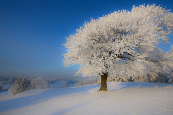 El árbol lucha contra el frío invierno