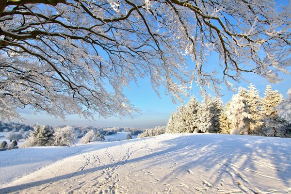 Traces d animaux sur un champ de neige