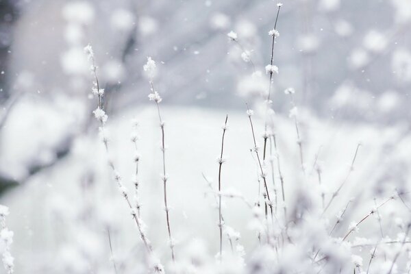 Schönheit und viel Schnee im Wald in diesem Winter