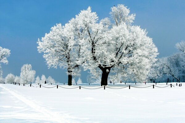 白雪复盖的树的冬季景观