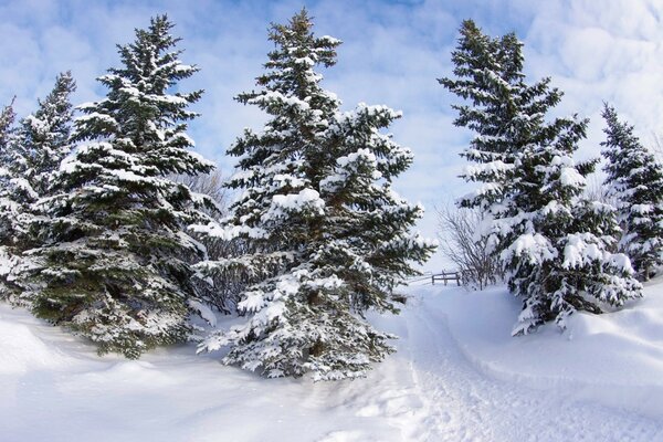 Snow trail among frozen Christmas trees