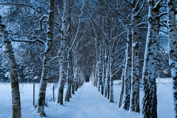 Die Allee der schönen weißen Birken, im Winter