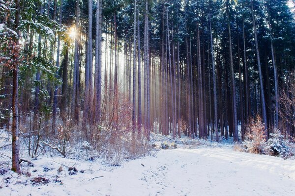 Snowy winter and frost