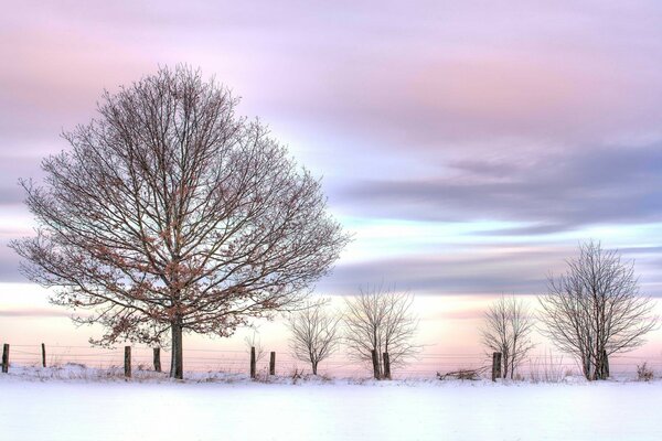 Ein verschneiter Baum im Frost