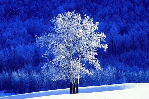 Árbol de invierno en las heladas de Navidad