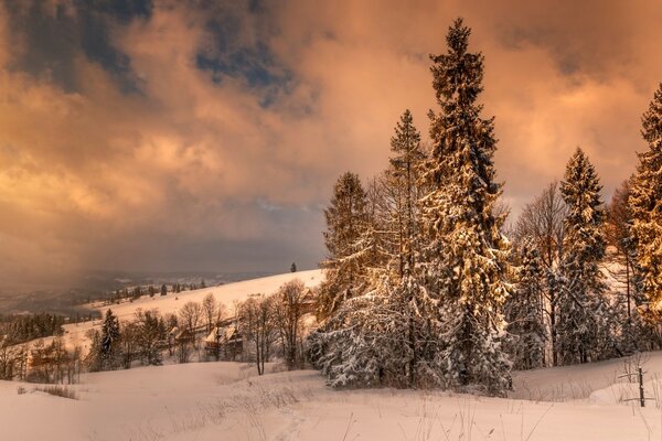 Winter slope of the mountains. Winter Forest