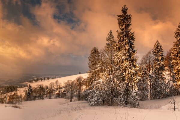 Pendio invernale delle montagne. Foresta invernale