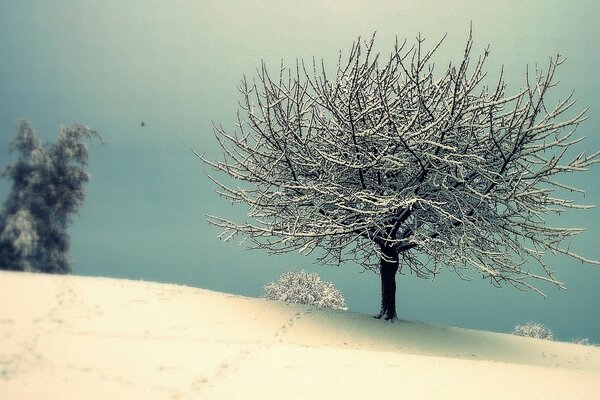 Winter landscape of a tree under a tree