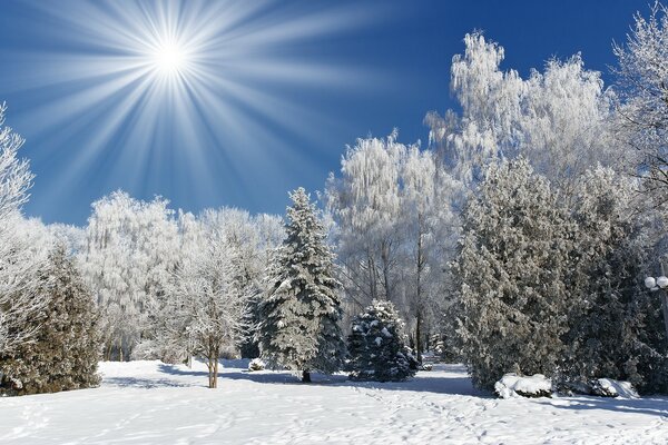 Bosque de invierno bajo la nieve en tiempo claro