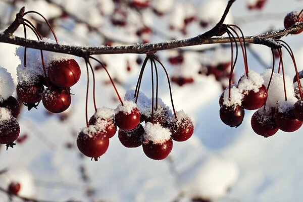 Schneebedeckte rote Beeren am Baum