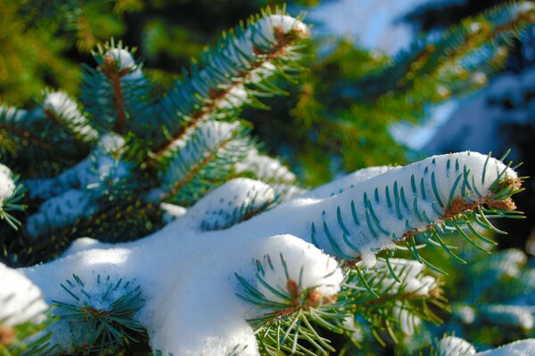 Winter spruce wrapped in snow