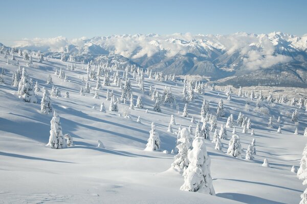 Winterlandschaft mit Fichte mit Schnee bedeckt