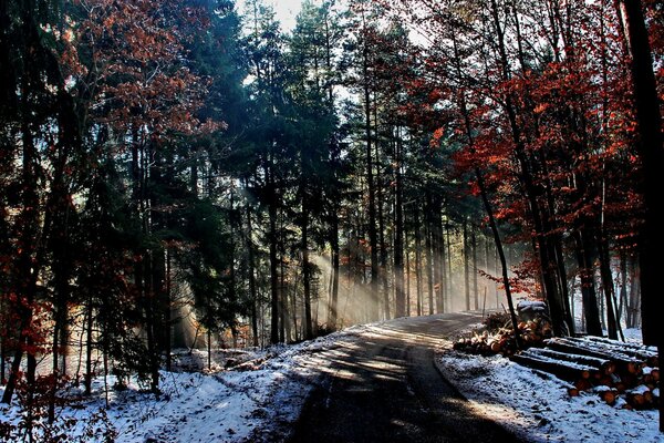 Naturaleza de los árboles en invierno