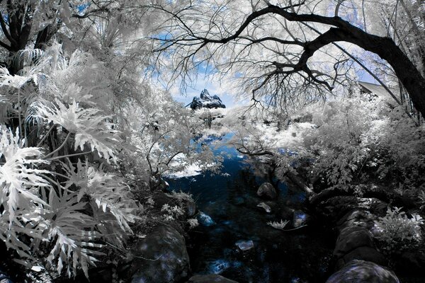 Winter tree, covered with frost