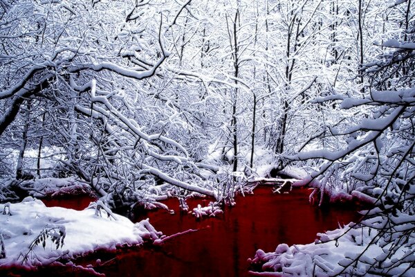 Floresta de inverno em chapéus de neve