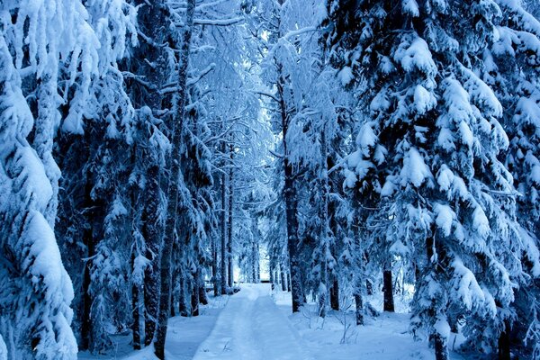 Eisige Kiefern im frostigen Winter