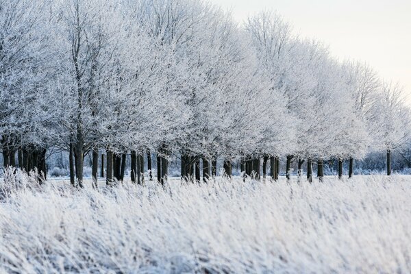 Trees in a row covered with snow on a frosty day