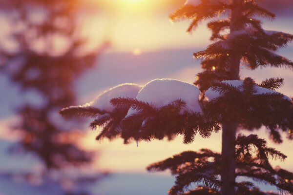 Christmas tree covered with snow at sunset