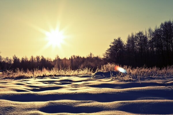 Amanecer de invierno en el bosque. Árboles sin hojas