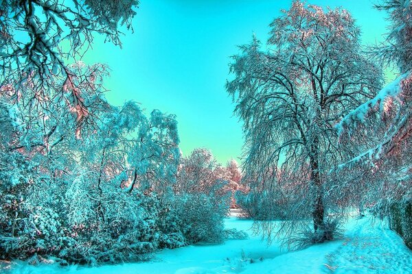 Paisagem da floresta de conto de fadas de Inverno