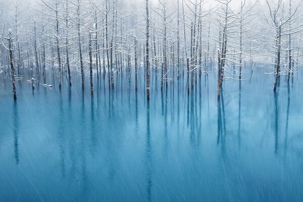 Paysage de forêt enchaînée dans la glace