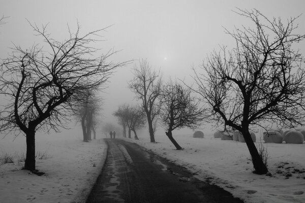 Bare trees along the road in winter