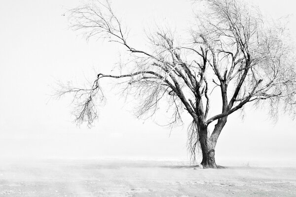 Baum im Winter auf einem einfarbigen Hintergrund