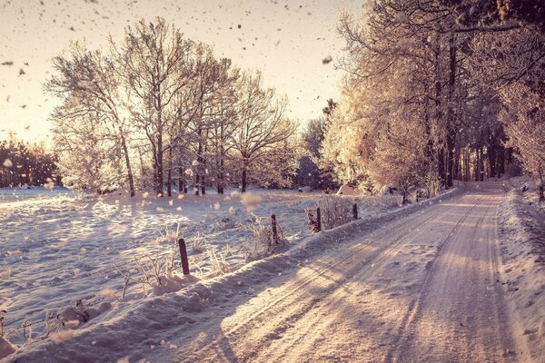 Uma espécie de floresta de neve com árvores