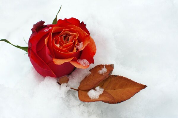 Rosa escarlata en la nieve. Romántico