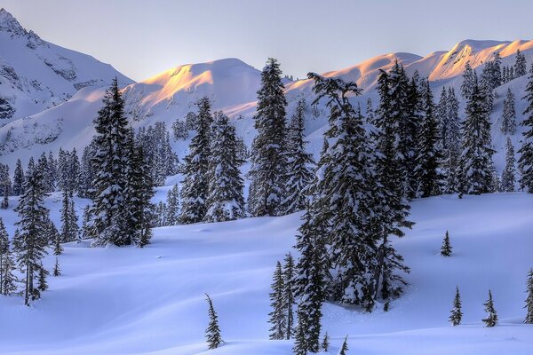 Christmas trees on the background of snowy mountains