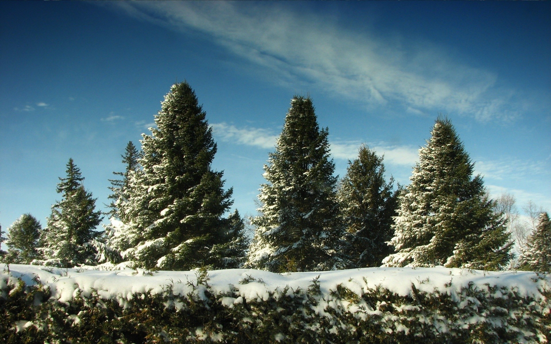 inverno neve albero evergreen conifere paesaggio abete pino legno natura all aperto freddo gelo scenic conifere montagna stagione natale abete