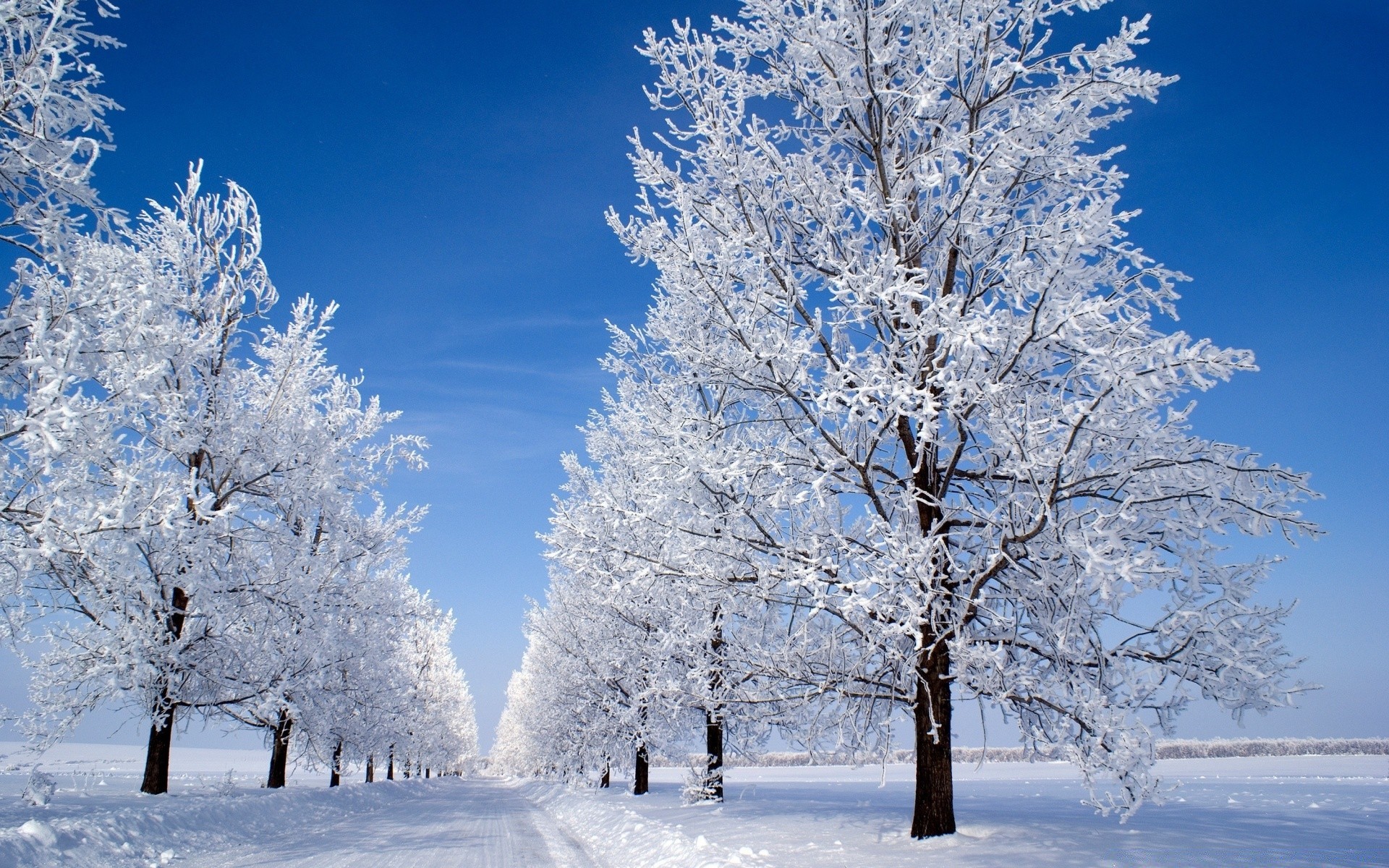 inverno neve gelo freddo albero congelato stagione legno ramo meteo gelido ghiaccio paesaggio neve-bianco bufera di neve nevoso ghiacciato scenico scena