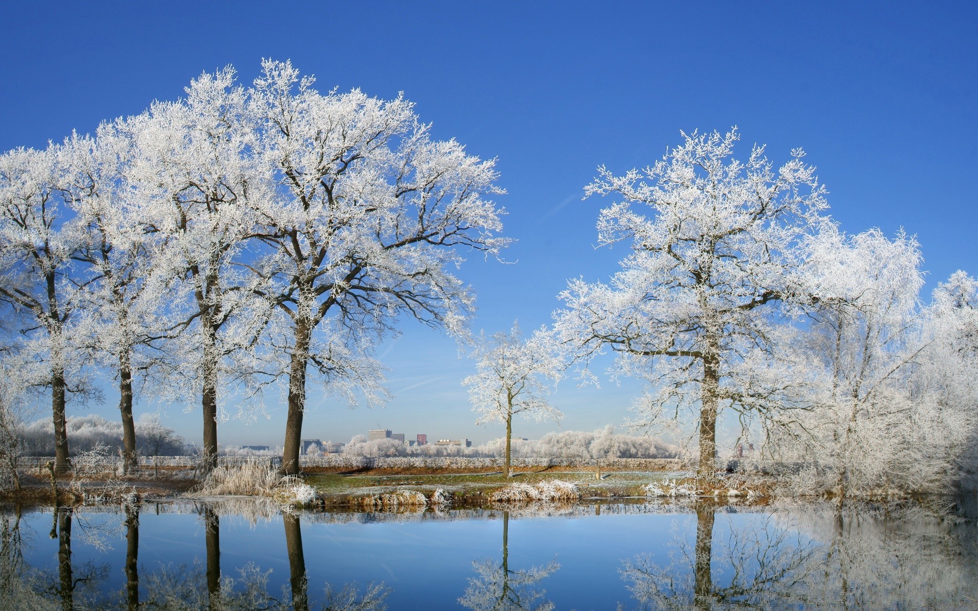 invierno árbol paisaje temporada nieve escarcha rama frío madera escena congelado naturaleza parque escénico tiempo claro paisaje