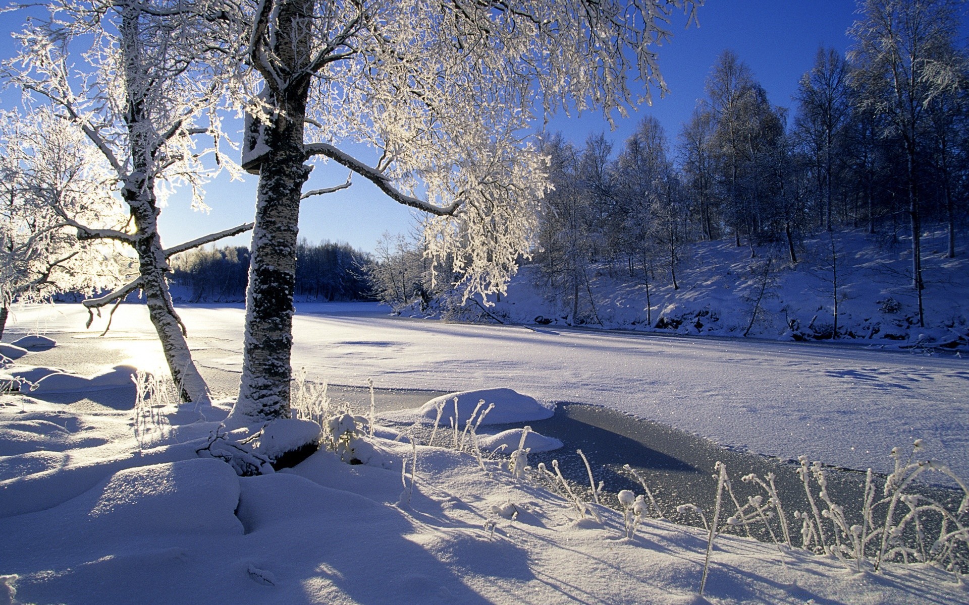 inverno neve gelo freddo albero congelato legno stagione paesaggio ghiaccio tempo scenico ramo neve-bianco natura bel tempo scena parco