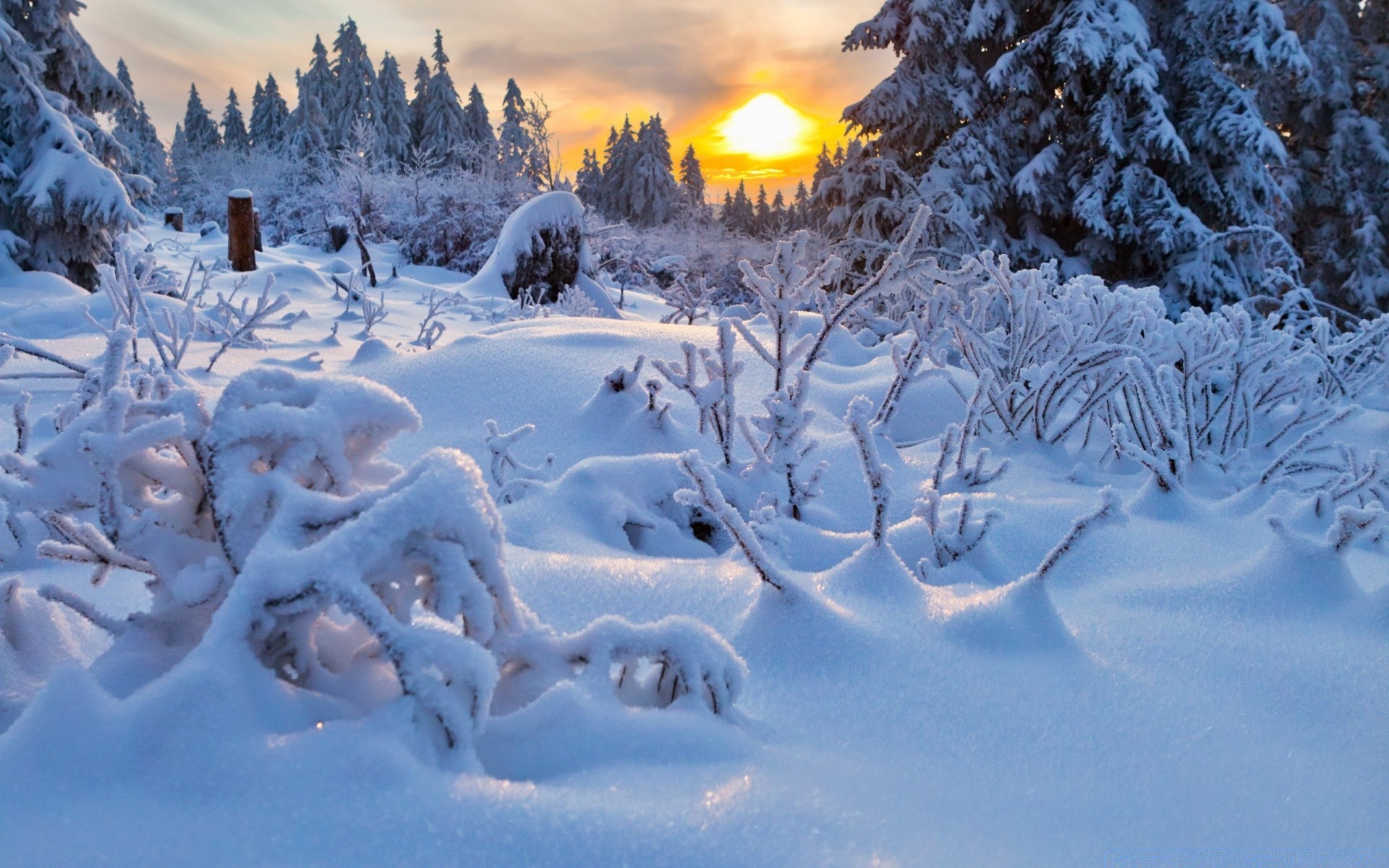 winter snow cold frost frozen season ice wood christmas weather icy snowdrift snow-white chill scenic fair weather frosty tree