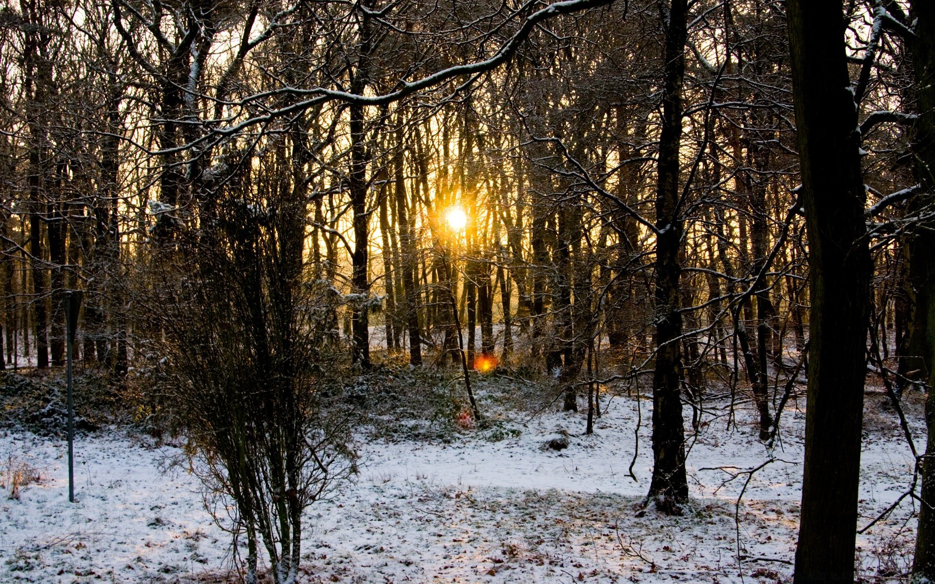 winter tree wood landscape season nature snow fall park branch weather cold frost fair weather outdoors environment scenic dawn leaf