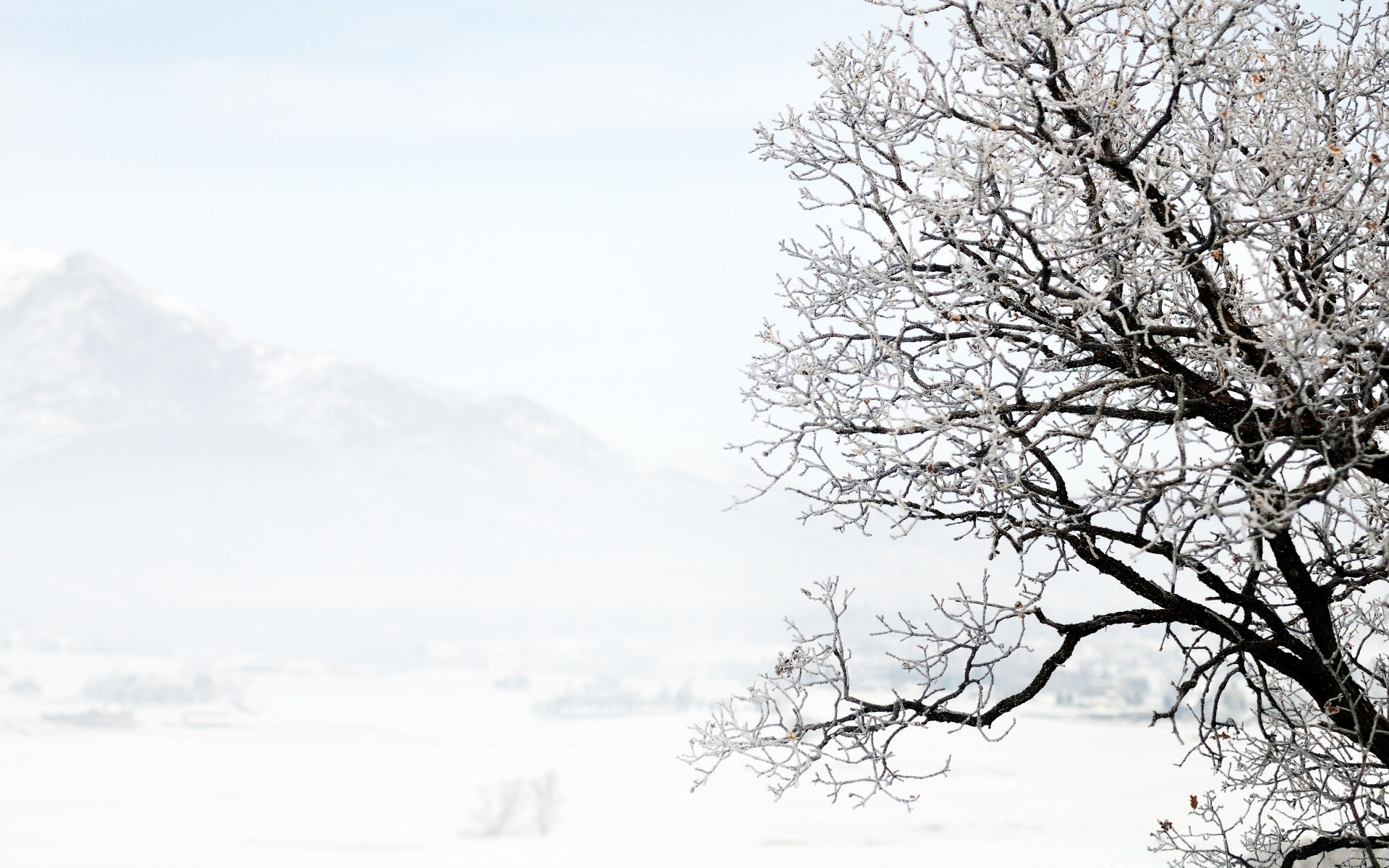 inverno neve freddo gelo albero paesaggio stagione congelato natura tempo legno ramo scena ghiaccio scenico nebbia neve-bianco paesaggio parco