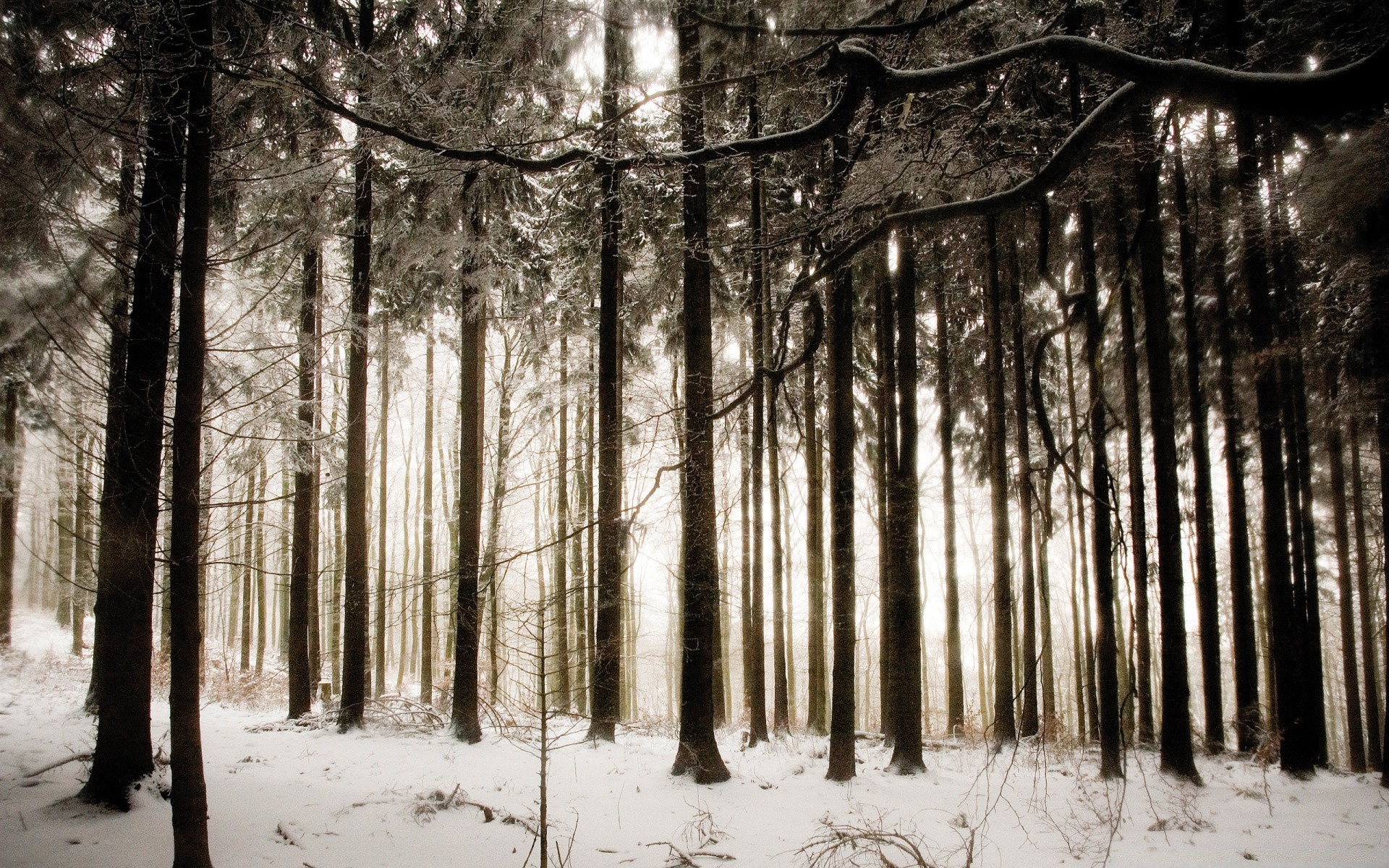 winter tree wood fog snow mist landscape branch park nature weather pine leaf