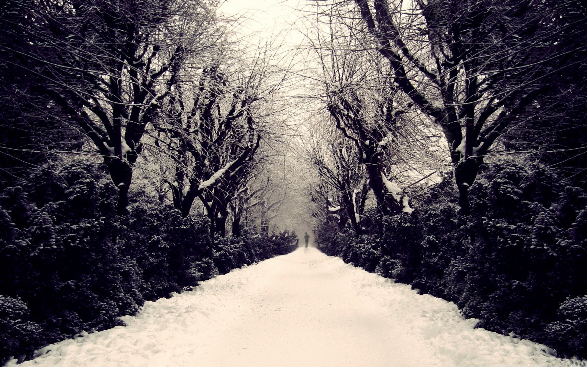 inverno neve albero paesaggio freddo tempo nebbia legno gelo congelato ghiaccio strada tempesta di neve ramo stagione all aperto nebbia guida natura